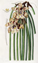 Maxillaria de M. Steels - Sydenham Edwards — widok dzieła