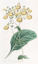 Calceolaria autorstwa M. W. Herbert - Sydenham Edwards — widok dzieła