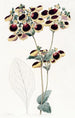Calceolaria de M. Young - Sydenham Edwards — widok dzieła