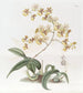 Oncidium Mme Arnold Harrison - Sydenham Edwards — widok dzieła