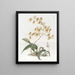 Oncidium Mme Arnold Harrison - Sydenham Edwards — oprawiony obraz na ścianie