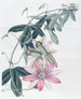 Mme Marryat's Taxonia - Sydenham Edwards — widok dzieła