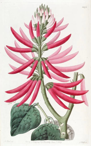 Sydenham Edwards - Nakedflowering Erythrina.webp