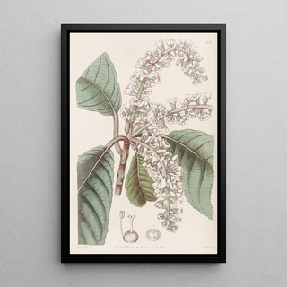 Sydenham Edwards - Oakleaved Clethra.webp