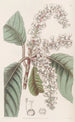 Clèthre à feuilles de chêne - Sydenham Edwards — widok dzieła