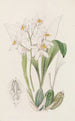 Coelogyne z plamami ochrowymi - Sydenham Edwards — widok dzieła