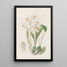 Coelogyne z plamami ochrowymi - Sydenham Edwards — oprawiony obraz na ścianie