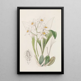 Sydenham Edwards - OchreSpotted Coelogyne.webp