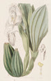 Anguloa à une fleur - Sydenham Edwards — widok dzieła