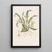 Oncidium z jedną kwiatem - Sydenham Edwards — oprawiony obraz na ścianie