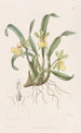 Oncidium z jedną kwiatem - Sydenham Edwards — widok dzieła