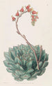 Echeveria jednostronna - Sydenham Edwards — widok dzieła