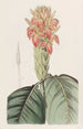 Aphelandra pomarańczowa - Sydenham Edwards — widok dzieła