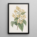 Cestrum orangé - Sydenham Edwards — oprawiony obraz na ścianie
