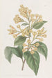 Cestrum orangé - Sydenham Edwards — widok dzieła