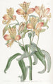 Alstroemeria z pomarańczowymi kwiatami - Sydenham Edwards — widok dzieła