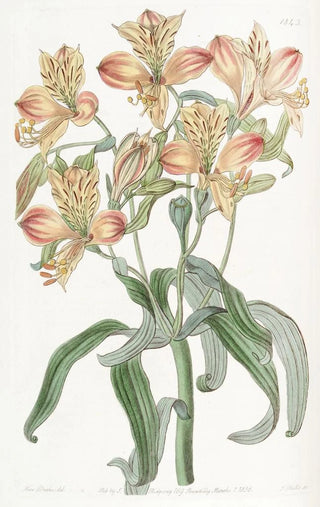 Sydenham Edwards - Orangeflowered Alstraemeria.webp