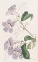 Bignonia peint - Sydenham Edwards — widok dzieła