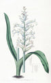 Lachenalia à fleurs bleu pâle - Sydenham Edwards — widok dzieła
