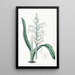 Lachenalia à fleurs bleu pâle - Sydenham Edwards — oprawiony obraz na ścianie