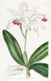Cattleya pośrednia z jasnymi kwiatami - Sydenham Edwards — widok dzieła