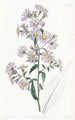 Aster jasny - Sydenham Edwards — widok dzieła