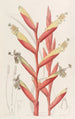 Vriesia à fleurs de perroquet - Sydenham Edwards — widok dzieła