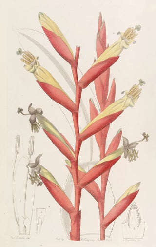 Sydenham Edwards - Parrotflowered Vriesia.webp