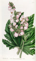 Begonia z liśćmi pasternaka - Sydenham Edwards — widok dzieła