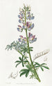 Lupin wielobarwny - Sydenham Edwards — widok dzieła
