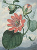 Fleur de la passion - Sydenham Edwards — widok dzieła