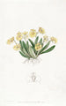 Oncidium pygmée - Sydenham Edwards — widok dzieła