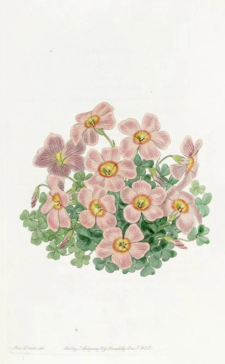 Sydenham Edwards - Piottas Oxalis.webp
