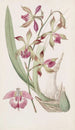 Epidendrum à lèvres plissées - Sydenham Edwards — widok dzieła