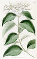 Jasmin à feuilles pointues - Sydenham Edwards — widok dzieła