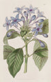 Hindsia niebieska porcelanowa - Sydenham Edwards — widok dzieła