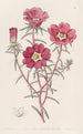 Portulaca splendide - Sydenham Edwards — widok dzieła