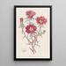 Portulaca splendide - Sydenham Edwards — oprawiony obraz na ścianie