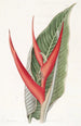Heliconia poudrée - Sydenham Edwards — widok dzieła