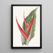 Heliconia poudrée - Sydenham Edwards — oprawiony obraz na ścianie