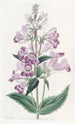 Pentstemon joli - Sydenham Edwards — widok dzieła
