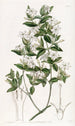 Jasmin à feuilles de troène - Sydenham Edwards — widok dzieła