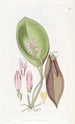 Pleurothallis prolifère - Sydenham Edwards — widok dzieła