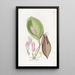 Pleurothallis prolifère - Sydenham Edwards — oprawiony obraz na ścianie