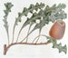 Banksia prostrée - Sydenham Edwards — widok dzieła