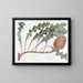 Banksia prostrée - Sydenham Edwards — oprawiony obraz na ścianie
