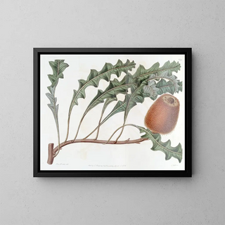 Banksia prostrée - Sydenham Edwards — oprawiony obraz na ścianie
