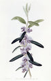 Hovea pourpre - Sydenham Edwards — widok dzieła