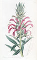 Lobelia purpurowa - Sydenham Edwards — widok dzieła