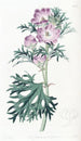 purpurowy mauve - Sydenham Edwards — widok dzieła